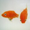 detail of goldfish in bowl